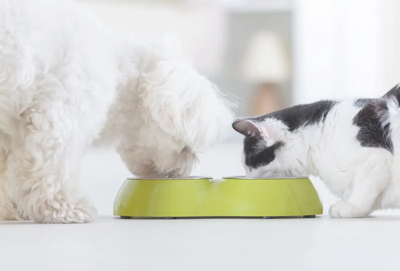 フードを食べる犬と猫